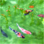 The Pond,such as Monet paintings